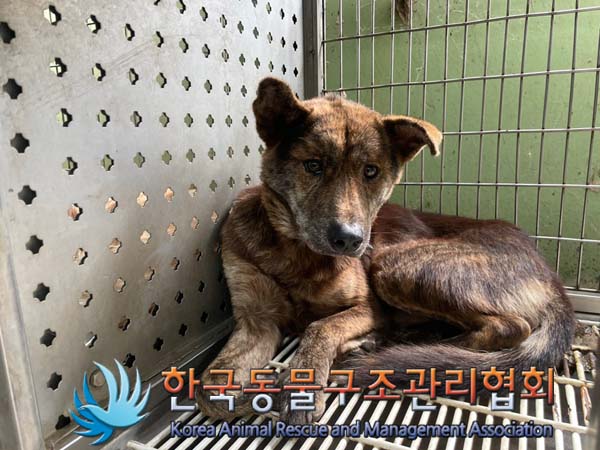 한국동물구조관리협회_441409202401428